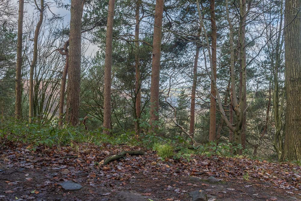 Birch Wood